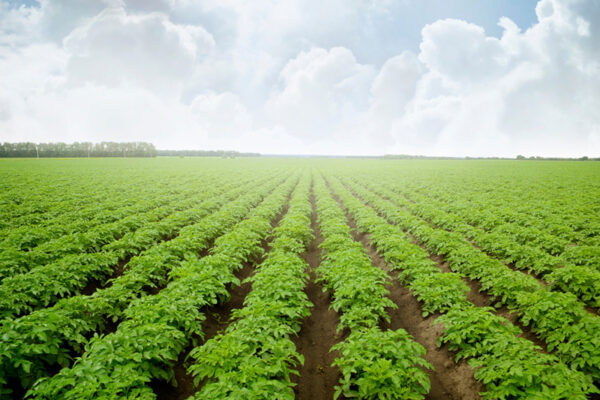From Scraps to Savings: Idahoan® Potatoes & the Fight Against Food Waste